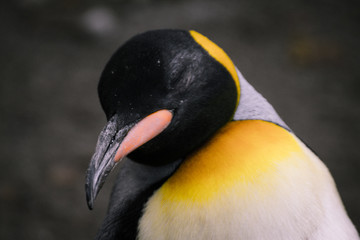 Königspinguin schläft im Stehen