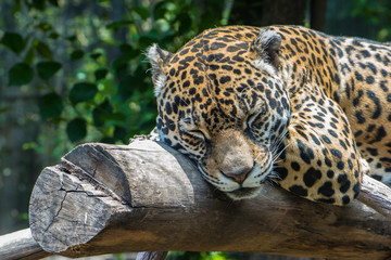 Jaguar © Gonzalo