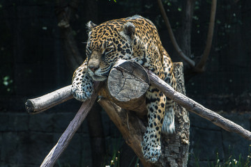 Jaguar