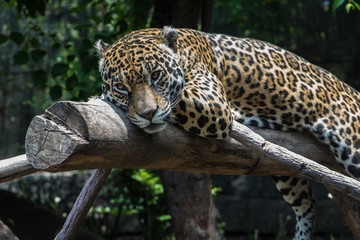 Jaguar © Gonzalo