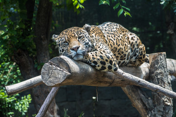 Jaguar © Gonzalo