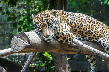 Jaguar © Gonzalo