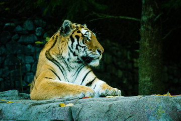 Tiger auf einem Stein