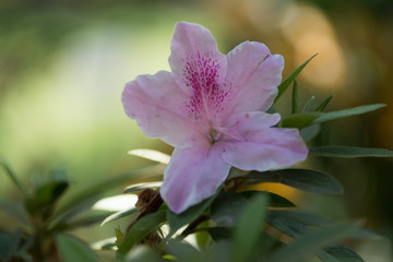 Fototapeta premium Flores