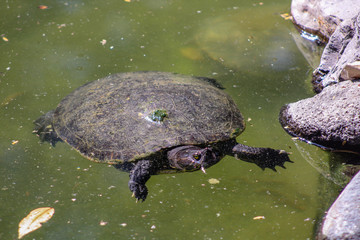 two turtles in a pond
