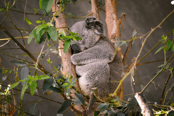 Schlafender Koala Bär