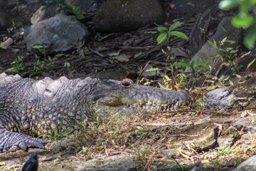 crocodile in the jungle
