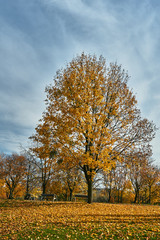 Colorful autumn leaves on a tree in a park in Poznan.