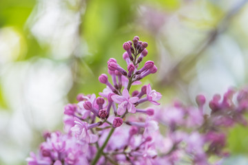 Obraz premium Flores
