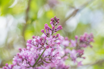 Obraz premium Flores