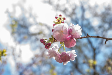 Flores