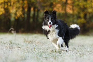 Border Collie am Herbstmorgen