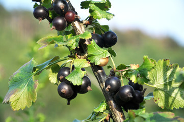 On the branch are ripe berries of Yoshta