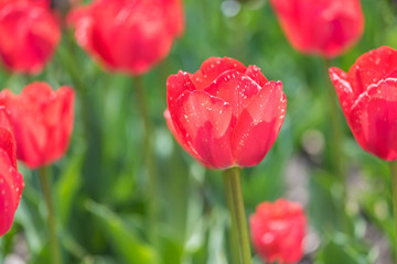 Obraz premium Flores