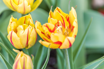 Naklejka premium Flores