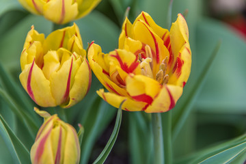 Naklejka premium Flores