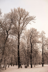 Beautiful views of Russian winter forest in the snow at sunset frosty days. Trees covered in frost and snow.