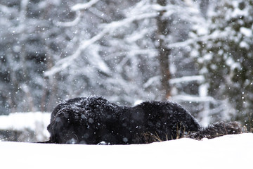 Newfoundland Dog in the Snow