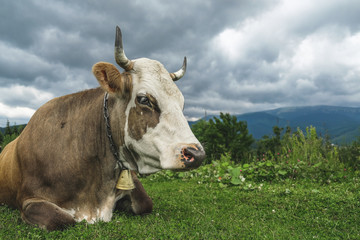 Fototapeta na wymiar The cow lies on an alpine meadow high in the mountains.