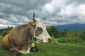 The cow lies on an alpine meadow high in the mountains.