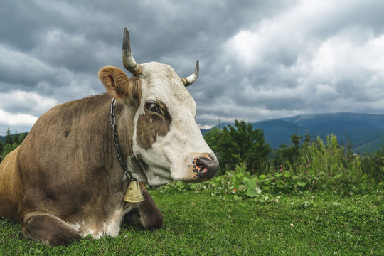 The cow lies on an alpine meadow high in the mountains.