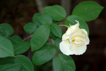 Sam's Photography Service Pictures 