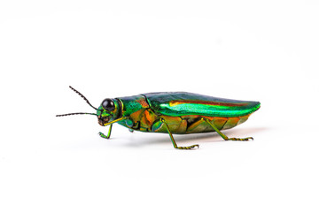 Jewel beetle, Metallic wood-boring beetle isolated