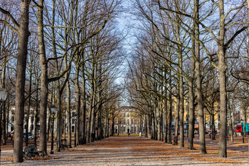 Lane of static trees in autumn with leafs on the ground and city buildings in the background