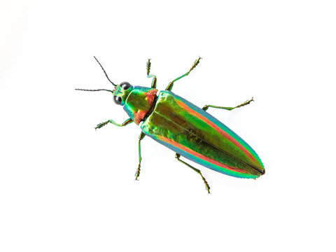 Jewel beetle, Metallic wood-boring beetle isolated