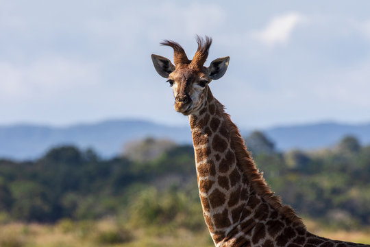 Giraffe 16