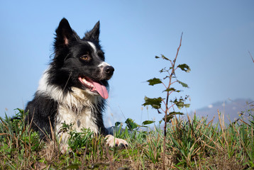 A Tender Puppy of border collies relaxes in a country meadow on a beautiful sunny day