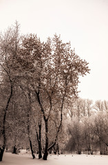 Beautiful views of Russian winter forest in the snow at sunset frosty days. Trees covered in frost and snow.