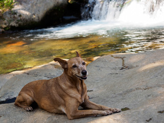Dog at Rio Blanco in Costa Rica