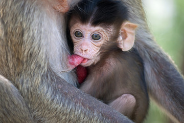 可愛いサル