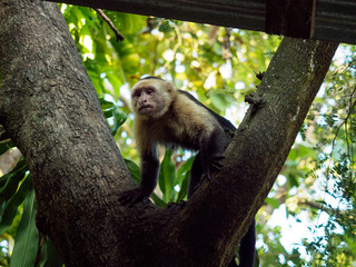 Capuchin