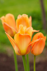 Orange-yellow tulips in garden close-up. Group of bright tulips in their natural state