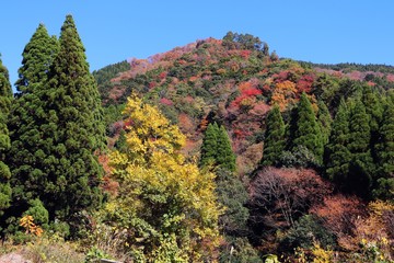 高千穂町　秋の山林風景