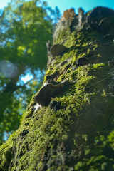 Moss on tree and sunlight