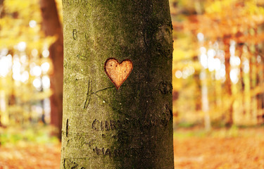 Liebeserklärung, Baum mit Herz in der Baumrinde, I love you