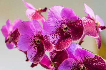Obraz premium Orquideas