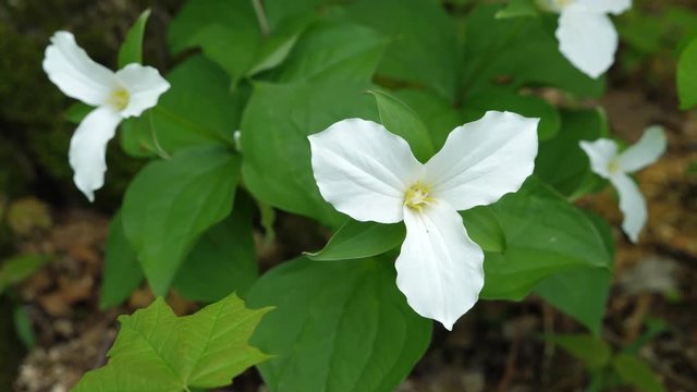 White trillium flower. The official flower of the province of Ontario, Canada.