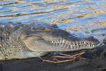 American Crocodile in the Tarcoles River, Costa Rica