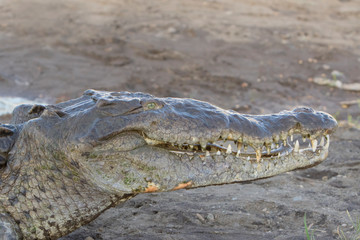 American Crocodile in the Tarcoles River, Costa Rica