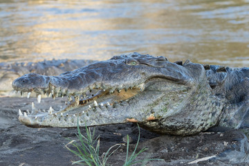 American Crocodile in the Tarcoles River, Costa Rica