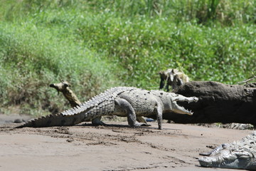American Crocodile in the Tarcoles River, Costa Rica