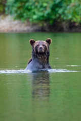 Grizzly bear hunting and eating salmon British Columbia Canada