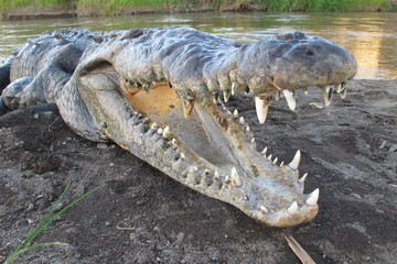 Obraz premium Krokodyl amerykański w rzece Tarcoles, Kostaryka