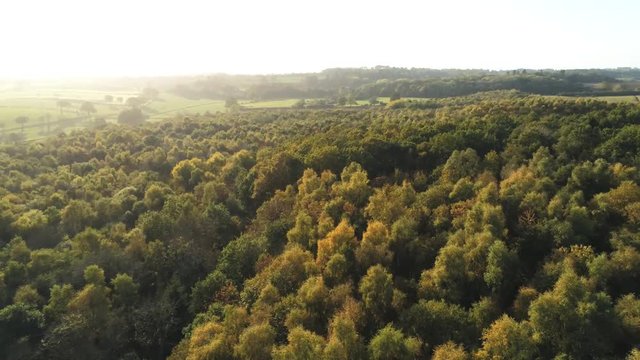Drone Flight over a Woodland Area during the Late Afternoon Sunset.