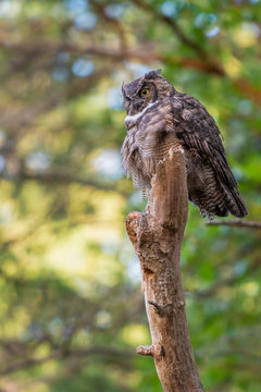 Great horned owl British Columbia Canada