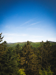 Fototapeta premium forest, Bavaria
